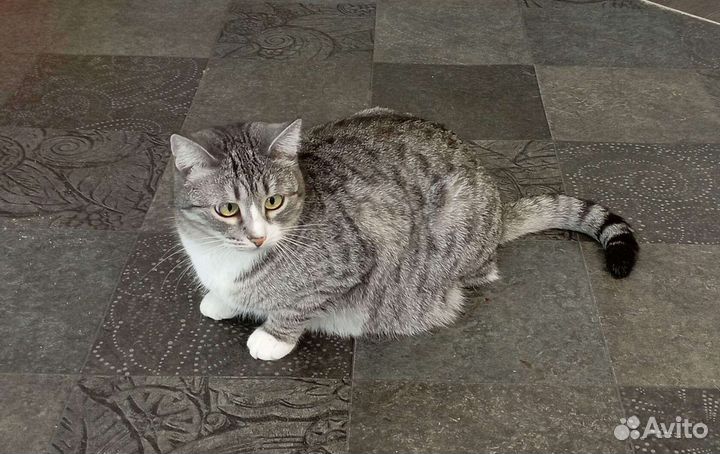 Котик Тимоша