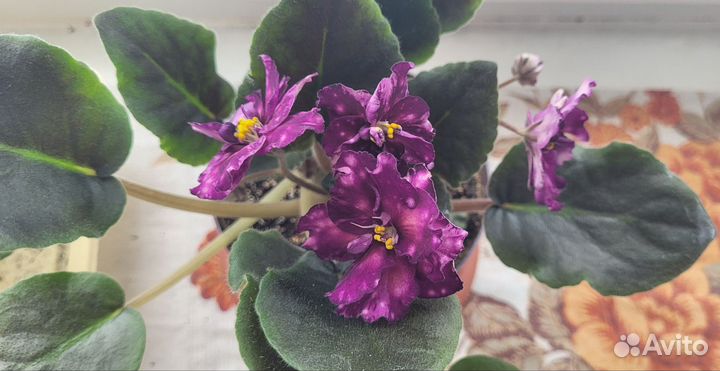 Молодая фиалка с фото, первое цветение