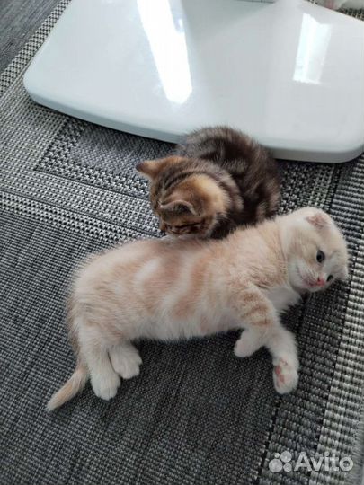 Шотландский котёнок