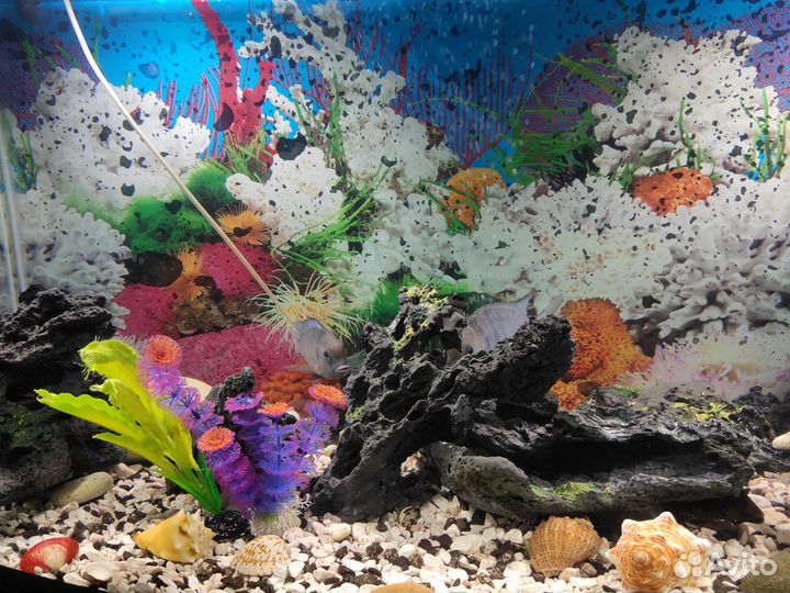 Аквариум с комплектацией и рыбками 250 л