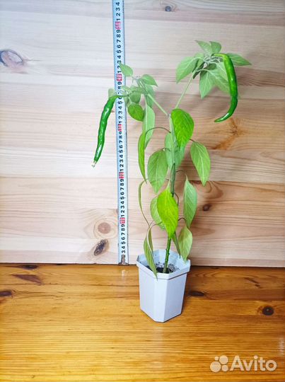 Острый перец чили