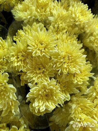 Хризантема Кустовая Оптом