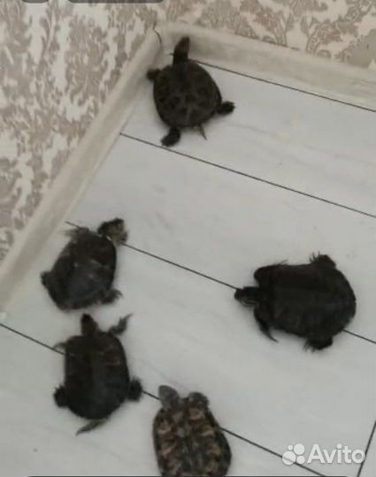 Черепашки бесплатно)