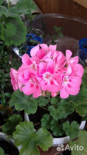 Продам розебудные герани