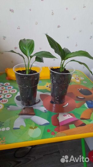 Спатифиллум