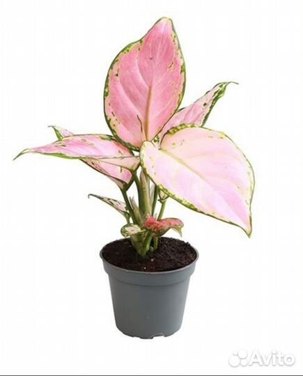 Aglaonema RED valentine, aglaonema RED zirkon