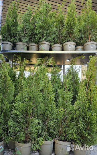 Саженцы туи западной смарагд