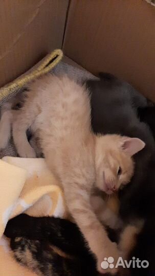 Котята в добрые руки