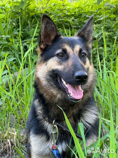 Собака метис овчарки