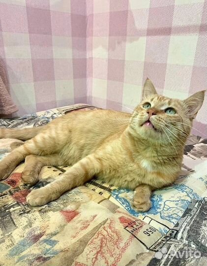 Лучик в поисках дома