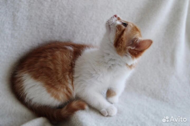 Котенок в добрые руки, 2 мес