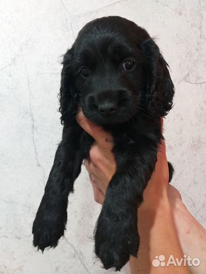 Двух девочек спаниелей, родились 16.04.24 года