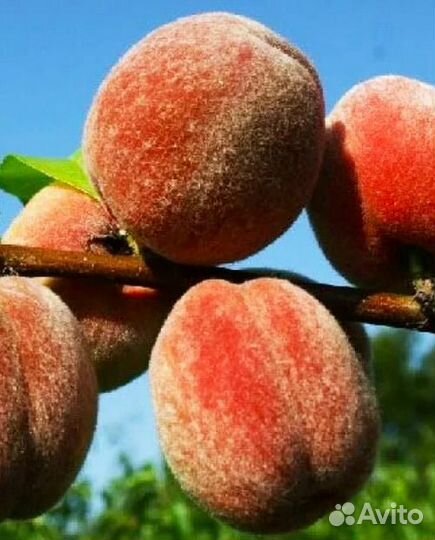 Саженцы персика 