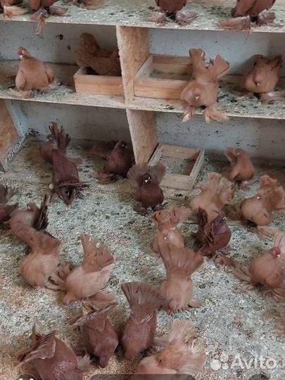 Продажа голубей