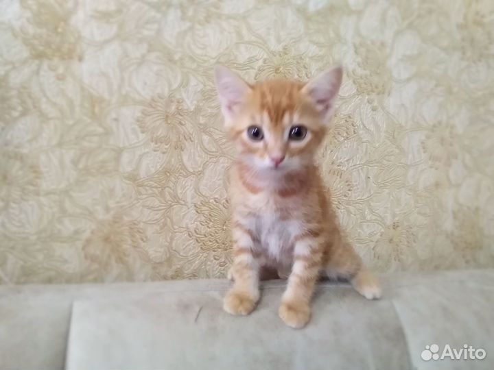 Экт.ситуация котята в добрые руки