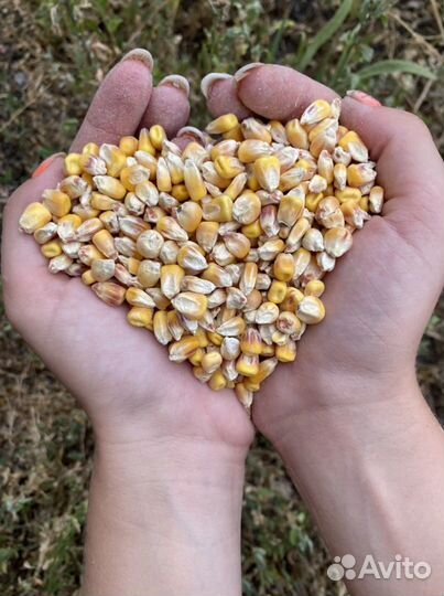 Кукуруза зерно