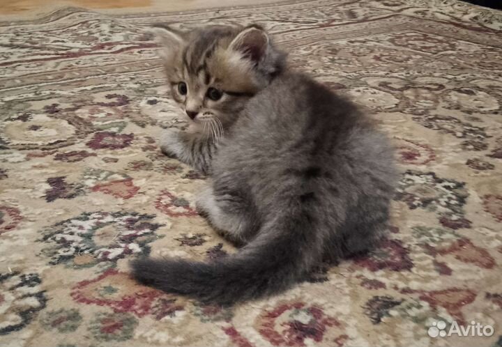 Милые кошечки в хорошие руки