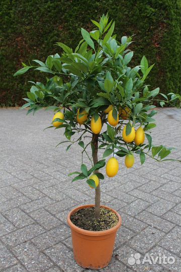 Лаймкват Юстис