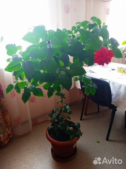 Гибискус китайская роза