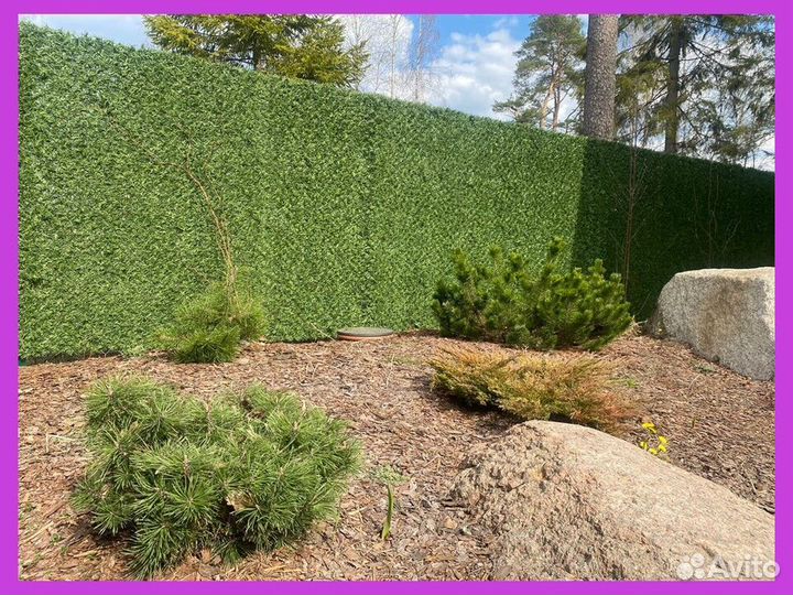 Калифорнийская изгородь Зелёный забор