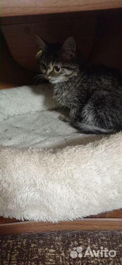 Котенок добрые руки
