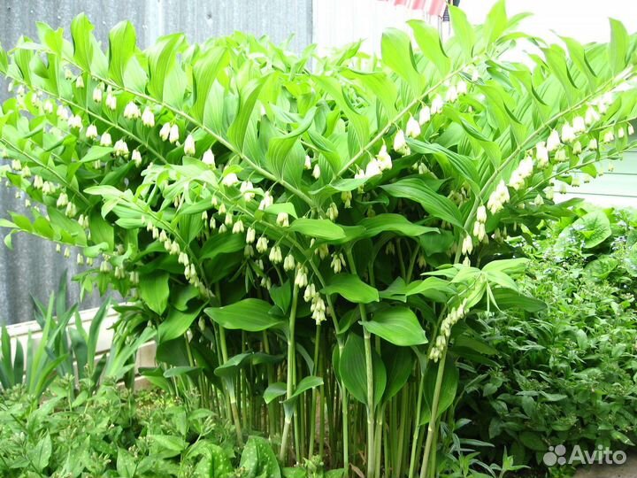 Многолетники для дачи