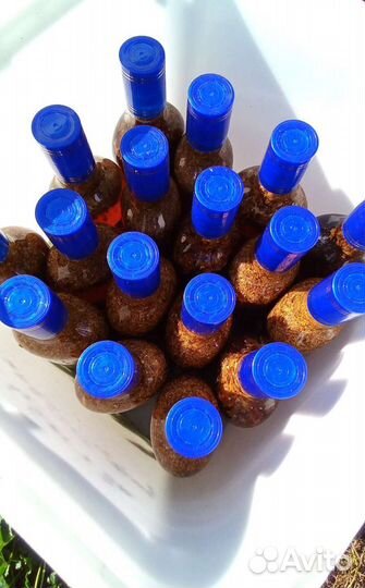 Восковая моль