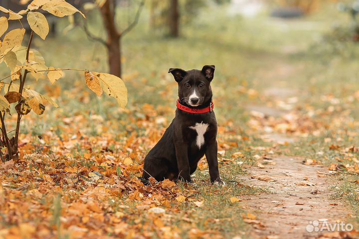 Собака в добрые руки щенок
