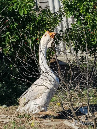 Гуси холмогорские
