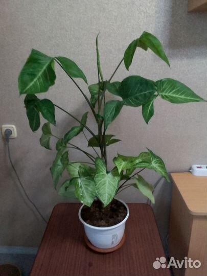 Комнатные цветы