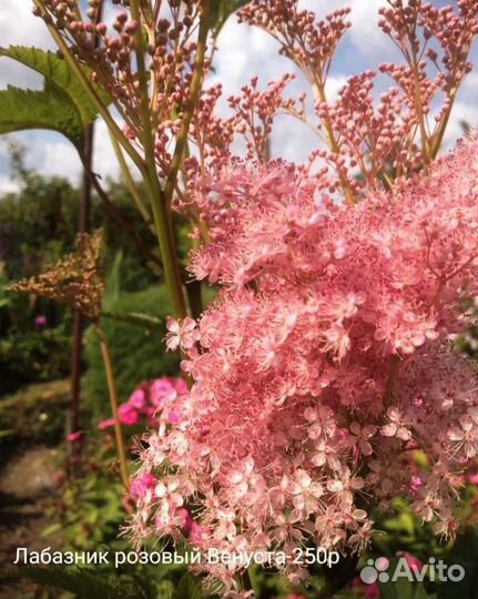 Многолетние цветы