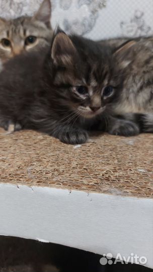 Котенок, котик