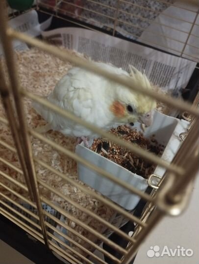 Попугай корелла с клеткой