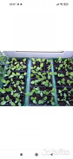 Рассада петунии