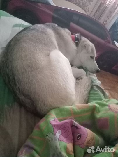 Помесь Хаски и лабрадора