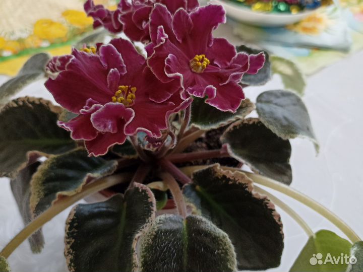 Фиалка вариегатная