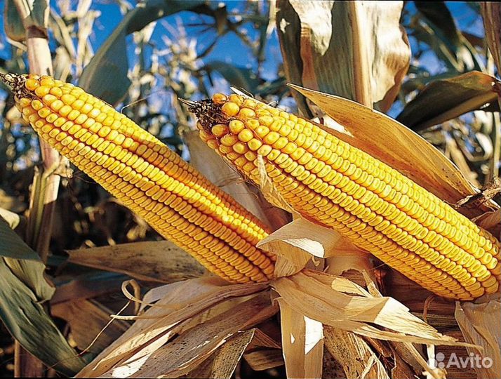 Семена подсолнечника и кукурузы