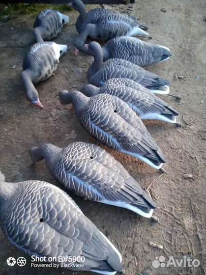 Чучела гусей