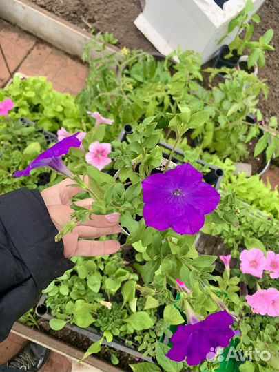 Рассада ампельной петунии