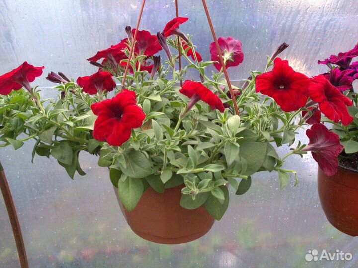 Черенки вегетативной петунии