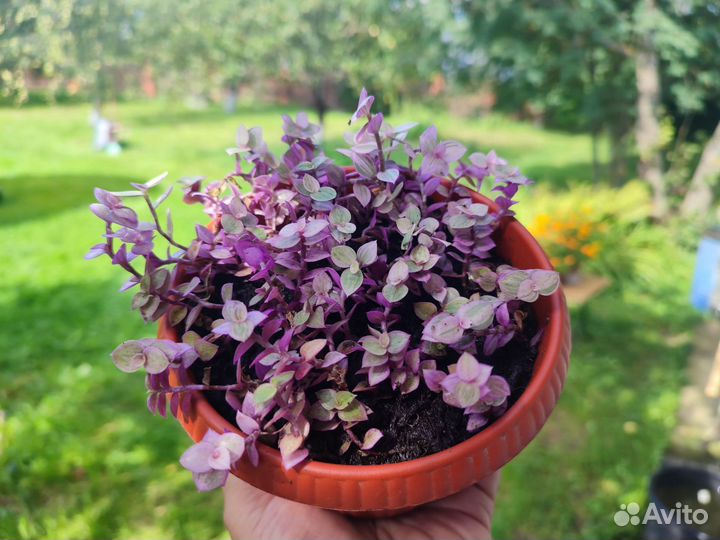 Коллизия 