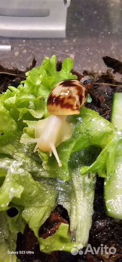 Улитки ахатины маленькие