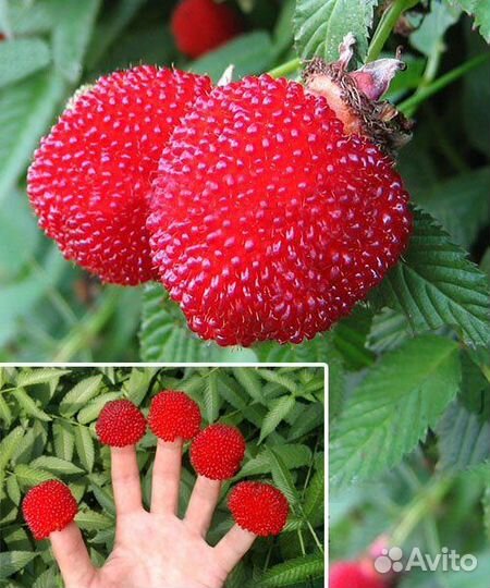 Малина тибетская