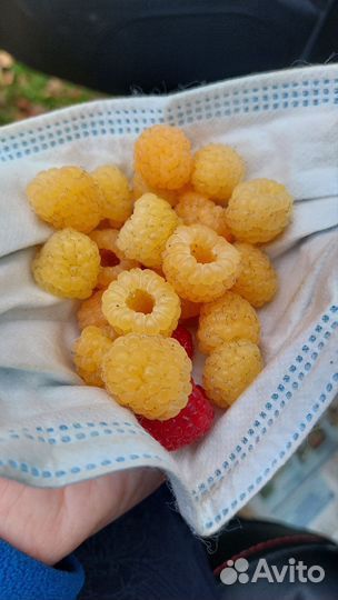 Малина желтая ремонтантная