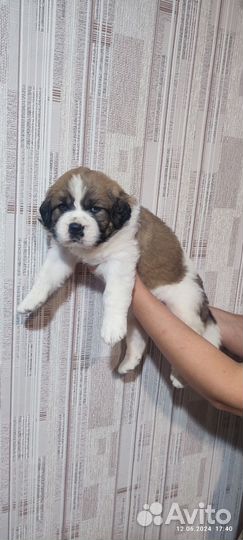 Московская сторожевая