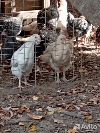 Цыплята индюшата