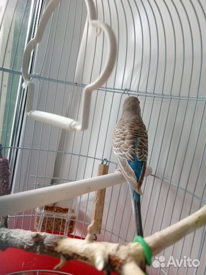 Попугайчик