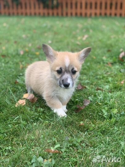 Вельш корги пемброк мальчики и девочки