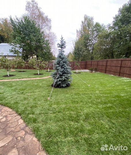 Рулонный газон под ключ