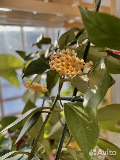 Комнатные растения